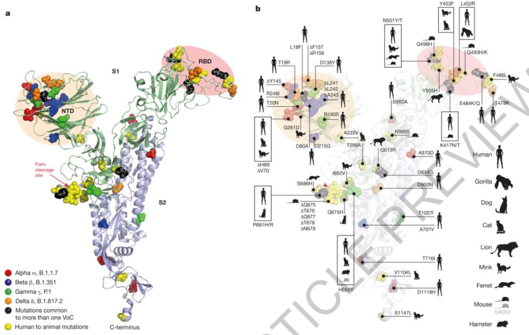 自然深度剖析:疫情未来走向何方